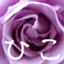 ひこ@紫のバラの人似